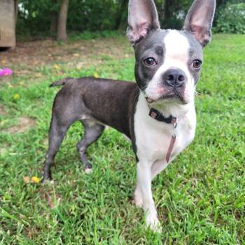 Stoney in MO -  Boston Terrier Dog for Adoption - Stoney In MO | PetCurious