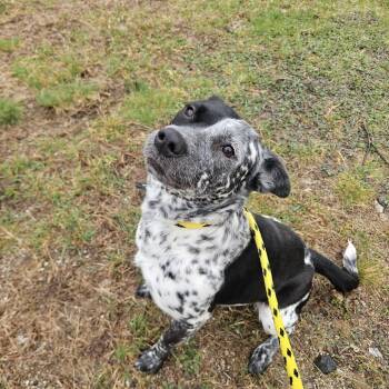 Cattle Dog Dogs Available for Adoption in Conway, New Hampshire - Dapple | PetCurious