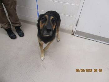 Chacey(801) -  German Shepherd Dog Dog for Adoption in Marietta, Georgia - Chacey(801) | PetCurious