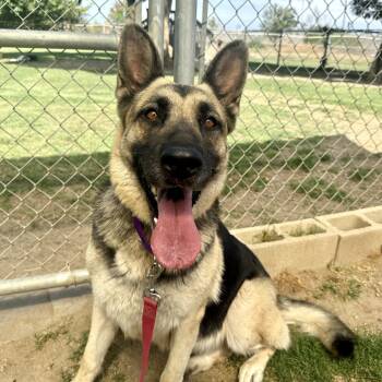 Rescue German Shepherd Dog Dogs for Adoption in Fresno, California - Darleen | PetCurious