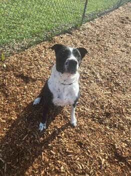 Rescue Mixed Breed Dogs for Adoption in Elyria, Ohio - Dolce | PetCurious