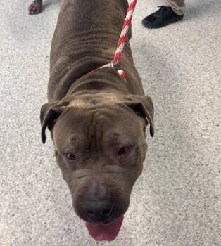 Pamela -  American Staffordshire Terrier Dog for Adoption in Des Moines, Iowa - Pamela | PetCurious