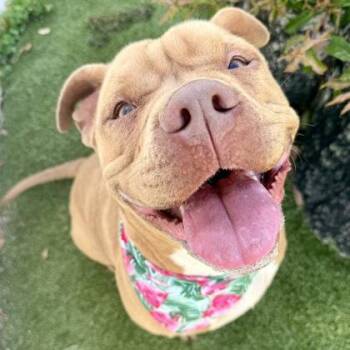 Mixed Breed Dogs Available for Adoption in Largo, Florida - Blossom | PetCurious