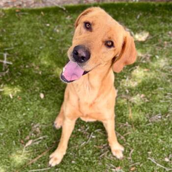Desmond -  Mixed Breed Dog for Adoption in Milton, Florida - Desmond | PetCurious