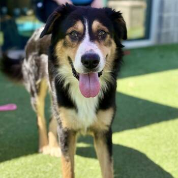 Rescue Australian Shepherd and Border Collie Dogs for Adoption in Chattanooga, Tennessee - Ragnar | PetCurious