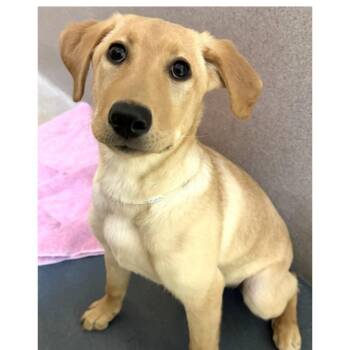 Labrador Retriever Dogs Available for Adoption in Columbia, Maryland - Brandy | PetCurious