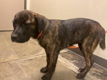 FINN -  Pit Bull Terrier and Mixed Breed Dog for Adoption in Ontario, California - FINN | PetCurious