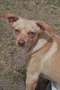 Chihuahua and Pug Dogs Available for Adoption in Peru, New York - Thresher | PetCurious