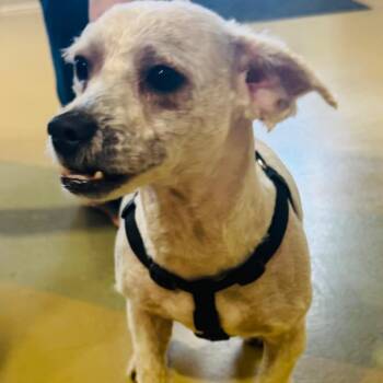 Mixed Breed Dogs Available for Adoption - Clem | PetCurious