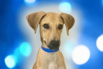 Canaan Dog and Mixed Breed Dogs Available for Adoption in Fort Lauderdale, Florida - EZEKIEL | PetCurious