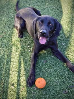 Labrador Retriever Dogs Available for Adoption - Zeus | PetCurious