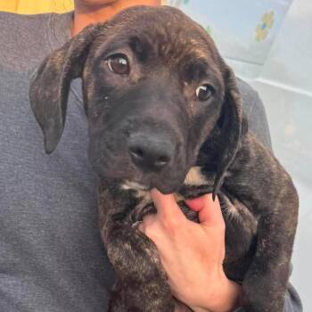 Sweet Tea -  Mixed Breed Dog for Adoption in Rockville, Maryland - Sweet Tea | PetCurious