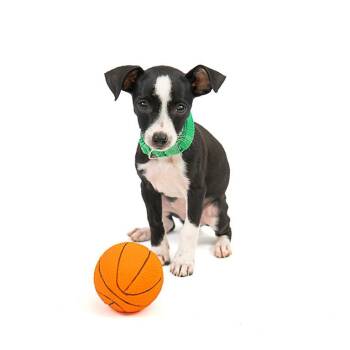 Beethoven D11334 -  Chihuahua and Terrier Dog for Adoption - Beethoven D11334 | PetCurious