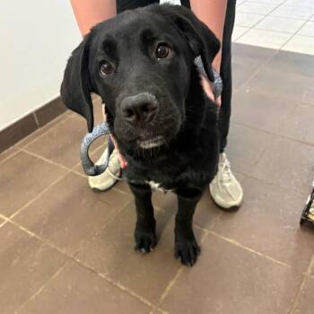 Mixed Breed Dogs Available for Adoption in Columbus, Georgia - 04/18/2026-Stray-17thSteet | PetCurious