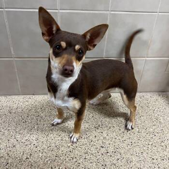 Chihuahua and Corgi Dogs Available for Adoption - Dutchess | PetCurious