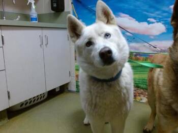 Rescue Siberian Husky Dogs for Adoption in Moreno Valley, California - LUCIANO | PetCurious
