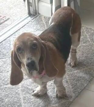 Lucy -  Basset Hound Dog for Adoption in Auburndale, Florida - Lucy | PetCurious