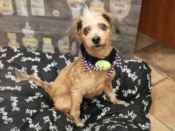 Rescue Terrier Dogs for Adoption in Apple Valley, California - Ryker | PetCurious