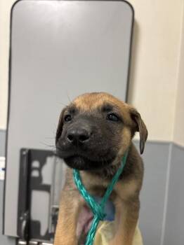 SIBYL -  German Shepherd Dog and Mixed Breed Dog for Adoption in Las Vegas, Nevada - SIBYL | PetCurious