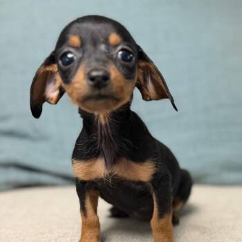 Dachshund Dogs Available for Adoption in Las Vegas, Nevada - Kielbasa | PetCurious