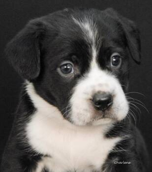 Basset Hound Dogs Available for Adoption - Elsa | PetCurious