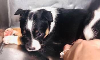 Daisy -  Border Collie and Cattle Dog Dog Available for Adoption in Millcreek, Utah - Daisy | PetCurious