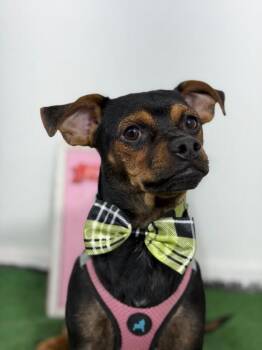 Sherlock-One of our Amazing Rescue Dogs -  Miniature Pinscher and Pug Dog for Adoption in Carlsbad, California - Sherlock-One Of Our Amazing Rescue Dogs | PetCurious