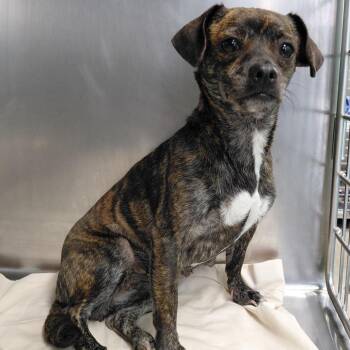 Violet FKA Lola -  Chihuahua Dog for Adoption in Philadelphia, Pennsylvania - Violet FKA Lola | PetCurious