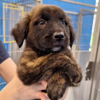 Hershey -  Mixed Breed Dog for Adoption in Montgomery, Alabama - Hershey | PetCurious