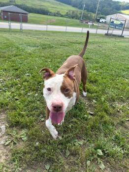 Sammi -  Pit Bull Terrier Dog for Adoption in New Cumberland, West Virginia - Sammi | PetCurious