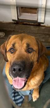 Mastiff and Mixed Breed Dogs Available for Adoption - Butch | PetCurious