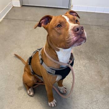 Rescue Pit Bull Terrier Dogs for Adoption in Rifle, Colorado - Bubba | PetCurious