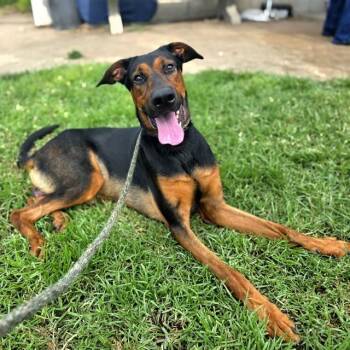 ELVIS -  Doberman Pinscher and Mixed Breed Dog for Adoption in Long Beach, California - ELVIS | PetCurious