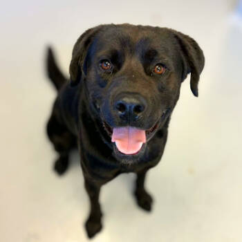 Rescue Labrador Retriever Dogs for Adoption in Concord, North Carolina - Stuffing | PetCurious