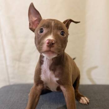 Jackie Jackson -  Husky and Pit Bull Terrier Dog for Adoption in Las Vegas, Nevada - Jackie Jackson | PetCurious