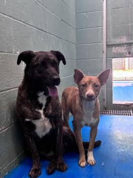 Blondie -  Mixed Breed Dog for Adoption in Danielsville, Georgia - Blondie | PetCurious