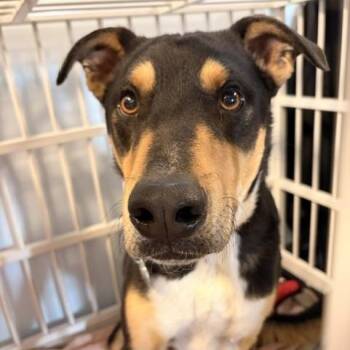 Songbird -  Mixed Breed and Hound Dog for Adoption in Salt Lake City, Utah - Songbird | PetCurious