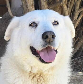 Kindhearted Ms Karema - Kuddly LabraPyr Nanny Dog Extraordinaire -  Great Pyrenees and Labrador Retriever Dog for Adoption in North Valley, New Mexico - Kindhearted Ms Karema - Kuddly LabraPyr Nanny Dog Extraordinaire | PetCurious