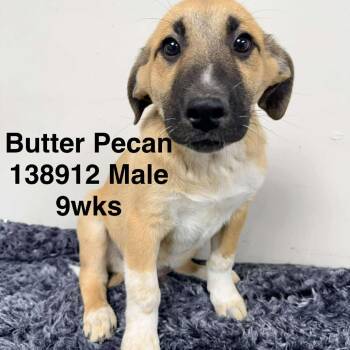 Rescue Catahoula Leopard Dog and German Shepherd Dog Dogs for Adoption in New Tazewell, Tennessee - Butter Pecan | PetCurious