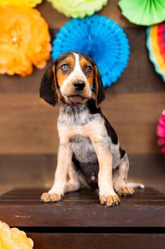 795-26 -  Hound Dog for Adoption in Brighton, Colorado - 795-26 | PetCurious