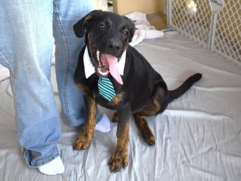 Toe Bean Menace -  Labrador Retriever Dog for Adoption in Mckinney, Texas - Toe Bean Menace | PetCurious