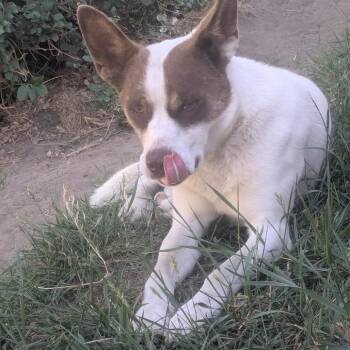 Finn -  Cattle Dog and Mixed Breed Dog for Adoption in Tacoma, Washington - Finn | PetCurious