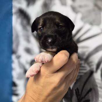 Crunchwrap -  Shepherd Dog for Adoption in Wahiawa, Hawaii - Crunchwrap | PetCurious
