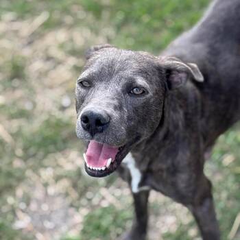 Naya -  Mixed Breed and Labrador Retriever Dog for Adoption in San Antonio, Texas - Naya | PetCurious
