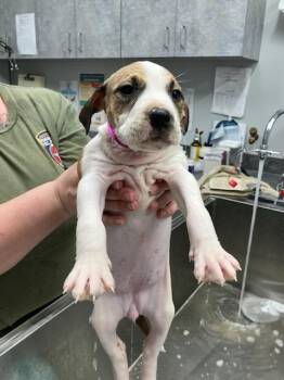 Hound and Pit Bull Terrier Dogs Available for Adoption - Banana | PetCurious