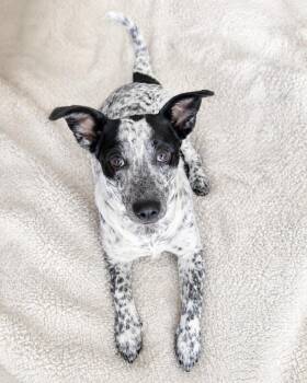 Dachshund and Australian Cattle Dog Blue Heeler Dogs Available for Adoption in Baton Rouge, Louisiana - Dotty Ann | PetCurious