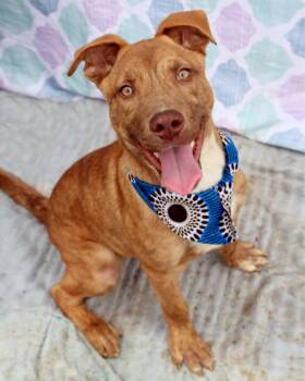 Abster - 100lbs of true love -  American Staffordshire Terrier Dog for Adoption in Gulfport, Mississippi - Abster - 100lbs Of True Love | PetCurious