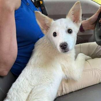 Shiba Inu and Mixed Breed Dogs Available for Adoption in Stormville, New York - CT Milas | PetCurious
