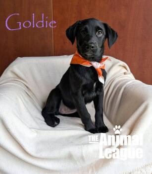 Goldie -  Labrador Retriever and Shepherd Dog for Adoption in Groveland, Florida - Goldie | PetCurious