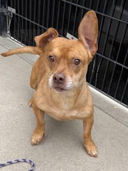CLINT EASTWOOD -  Dachshund and Pit Bull Terrier Dog for Adoption in Sacramento, California - CLINT EASTWOOD | PetCurious